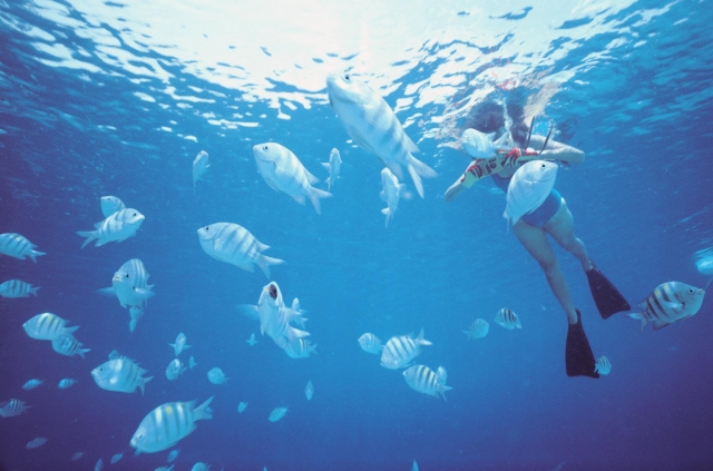 Fotografiando bajo el agua